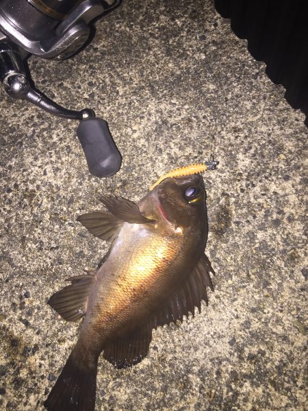 メバリング＆アジング